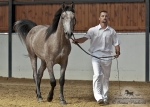 Název souboru=2012_pankova_shagya-07461.jpg
Velikost souboru=209KB
Rozměry=800x572
Datum přidání=07. Září 2012 2012_pankova_shagya-07461.jpg