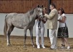 Název souboru=2012_pankova_shagya-07630.jpg
Velikost souboru=220KB
Rozměry=800x571
Datum přidání=27. Srpen 2012 2012_pankova_shagya-07630.jpg