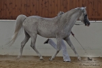 Název souboru=2012_pankova_shagya-08002.jpg
Velikost souboru=192KB
Rozměry=900x601
Datum přidání=07. Září 2012 2012_pankova_shagya-08002.jpg