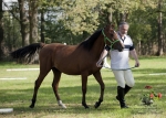 Název souboru=2015_pankova-04783.jpg
Velikost souboru=278KB
Rozměry=900x643
Datum přidání=24. Září 2015 2015_pankova-04783.jpg