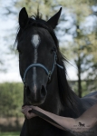 Název souboru=2015_pankova-04832.jpg
Velikost souboru=174KB
Rozměry=643x900
Datum přidání=24. Září 2015 2015_pankova-04832.jpg