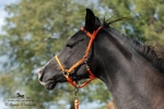 Název souboru=2015_pankova-05086.jpg
Velikost souboru=213KB
Rozměry=900x600
Datum přidání=24. Září 2015 2015_pankova-05086.jpg