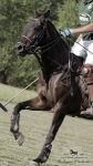 Název souboru=2015_pankova-polo-03498.jpg
Velikost souboru=203KB
Rozměry=506x900
Datum přidání=11. Září 2015 2015_pankova-polo-03498.jpg
