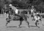 Název souboru=2015_pankova-polo-03582.jpg
Velikost souboru=243KB
Rozměry=900x643
Datum přidání=11. Září 2015 2015_pankova-polo-03582.jpg