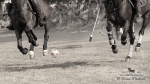 Název souboru=2015_pankova-polo-04352.jpg
Velikost souboru=198KB
Rozměry=900x506
Datum přidání=11. Září 2015 2015_pankova-polo-04352.jpg