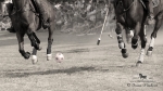 2015_pankova-polo-04352.jpg