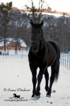 Název souboru=IPA_3450.jpg
Velikost souboru=275KB
Rozměry=533x800
Datum přidání=19. Leden 2009 IPA_3450.jpg