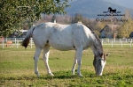 Název souboru=_IPA1808.jpg
Velikost souboru=426KB
Rozměry=800x533
Datum přidání=19. Leden 2009 _IPA1808.jpg