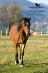 Název souboru=_IPA1908.jpg
Velikost souboru=345KB
Rozměry=533x800
Datum přidání=19. Leden 2009 _IPA1908.jpg