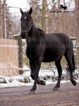 Název souboru=_IPA3077.jpg
Velikost souboru=674KB
Rozměry=600x800
Datum přidání=27. Listopad 2008 _IPA3077.jpg