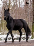 Název souboru=_IPA3090.jpg
Velikost souboru=723KB
Rozměry=600x800
Datum přidání=27. Listopad 2008 _IPA3090.jpg