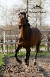 Název souboru=IPA_4220.jpg
Velikost souboru=437KB
Rozměry=533x800
Datum přidání=17. Květen 2009 IPA_4220.jpg