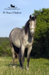 Název souboru=_IPA5717.jpg
Velikost souboru=114KB
Rozměry=533x800
Datum přidání=25. Červen 2009 _IPA5717.jpg