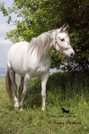 Název souboru=_IPA6225.jpg
Velikost souboru=180KB
Rozměry=533x800
Datum přidání=25. Červen 2009 _IPA6225.jpg