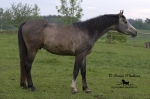 Název souboru=_IPA6563.jpg
Velikost souboru=345KB
Rozměry=800x533
Datum přidání=24. Květen 2009 _IPA6563.jpg