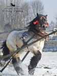 Název souboru=_IPA8927.jpg
Velikost souboru=345KB
Rozměry=600x800
Datum přidání=25. Leden 2010 _IPA8927.jpg