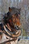 Název souboru=_IPA9041.jpg
Velikost souboru=336KB
Rozměry=534x800
Datum přidání=25. Leden 2010 _IPA9041.jpg